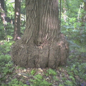 Tree with beer gut?