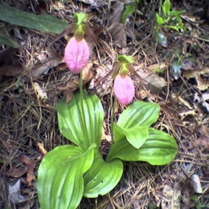 Pink Ladyslipper Orchids