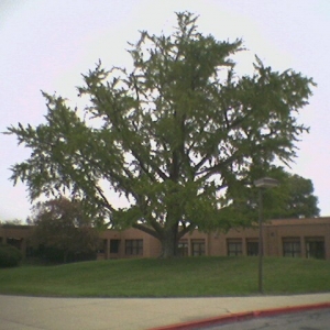 Huge Ginkgo