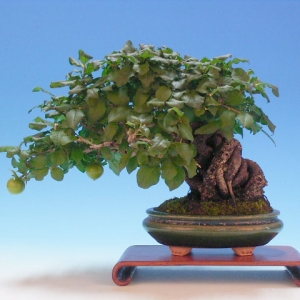 Bonsai 30: "Ancient Crow" persimmon