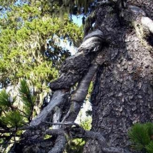 Twisted branches/shari on Shorepine - P. Contorta