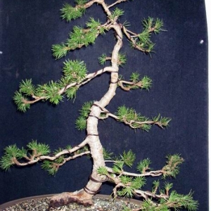 Potential Lodgepole Pine Literati
