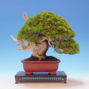 Bonsai 34: "True" Kashiwa juniper