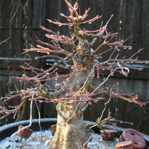 Frozen Japanese Maple