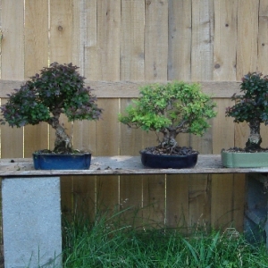 Shohin trees