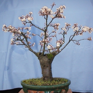 Prunus Cerasifera "Pissardi"