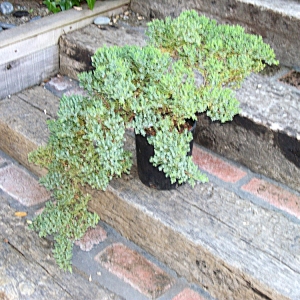 Green mound before repotting