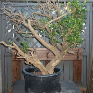 Big Urban Yamadori Boxwood