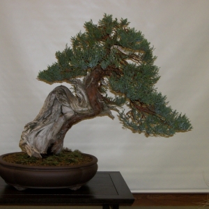 Midori Bonsai Show In San Jose