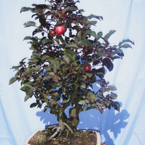 Prunus Pissardi