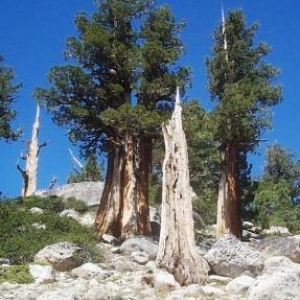 Trees in nature, Sierra Nevada Mountains