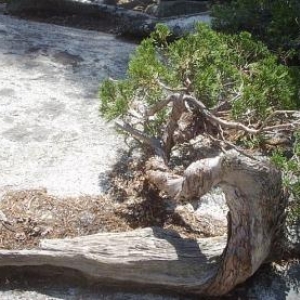 Trees in nature, Sierra Nevada Mountains