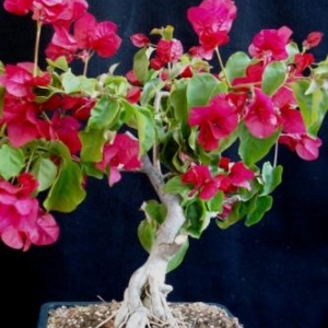 Bougainvilla, exposed roots