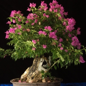 #2 purple bougainvillea