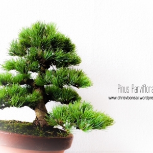 Shohin White Pine