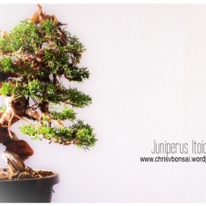 Juniperus itoigawa Shohin