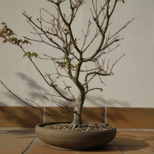 Acer palmatum #1