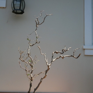 CORKSCREW HAZEL