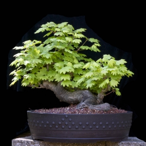 Media 'Vine Maple - Now In the Elandan Gardens Collection' in album 'Trees of a Hobbyist'