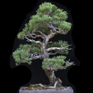 Scots Pine - Now In the Elandan Gardens Collection