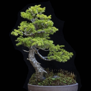 Mountain Hemlock - Now In the Elandan Gardens Collection