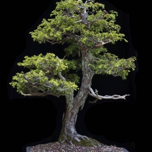 Threadbranch False Cypress - Now In the Elandan Gardens Collection