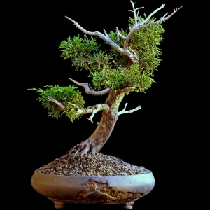 Shimpaku Juniper