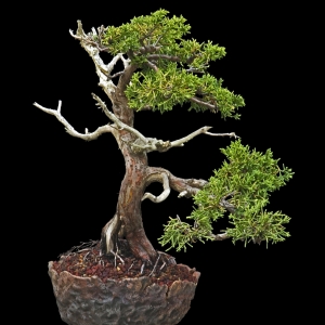 Shimpaku Juniper