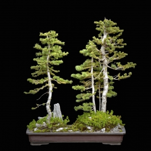 Alpine Fir