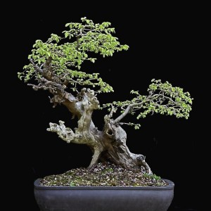 Chinese Elm - Now in the Elandan Garden Collection