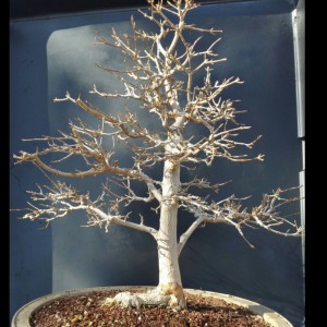 Trident Maple