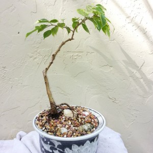 Ficus benjamina variegata 2