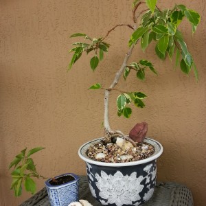 ficus benjamina variegata