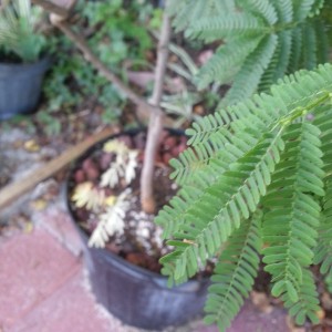 Mimosa tenuiflora with albino shoot from trunk