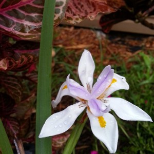 some kind of lily in my yard