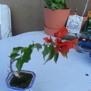 Hot tomato bougainvillea