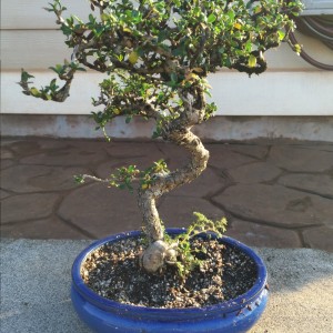 Fukien Tea 1