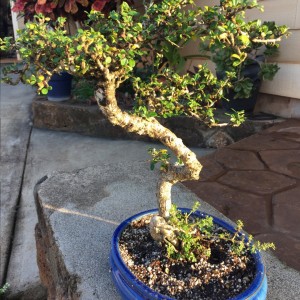 Fukien Tea 2