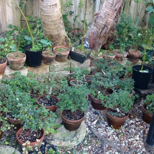 Azalea and Japanese maple seedlings