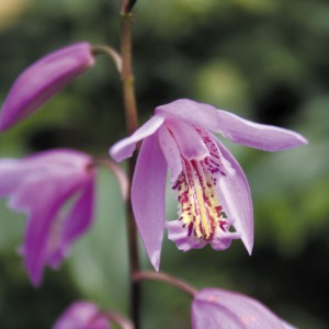 Japanese Urn Orchid - Bletilla Hybrid Peaches And Cream - Kusamono Gardens