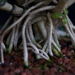 Schefflera Roots