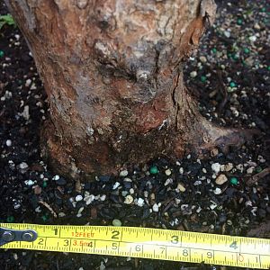 Smoke tree trunk measure