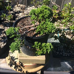 Juniper procumbens no Cascade anymore