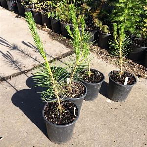 Black pine seedlings