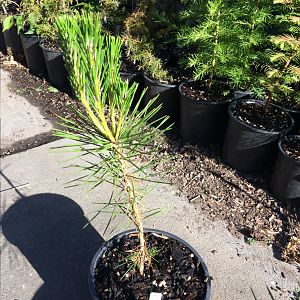 Sample black pine seedling