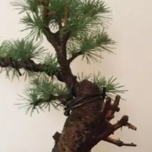 New larch for my collection