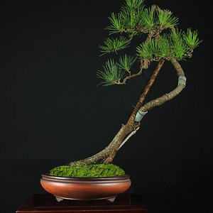 Sanshu Black Pine Rendering