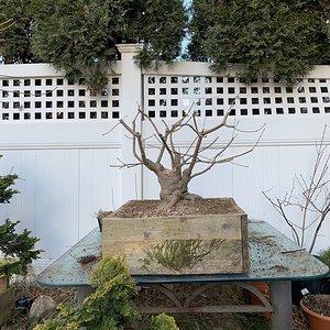 Cornus kousa