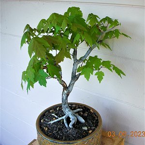Red Maple bonsai in Florida
