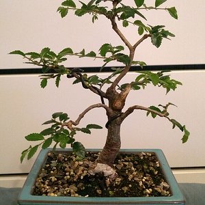 Chinese Elm 08